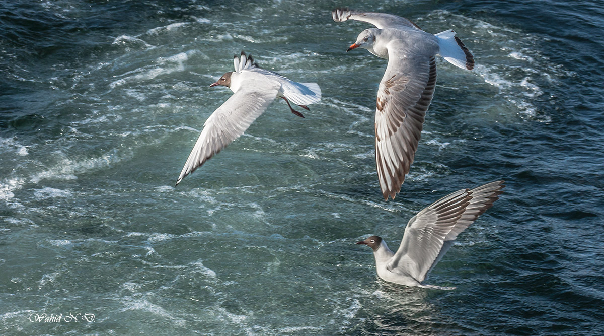 photo "Sea Gulls" tags: nature, Africa, water