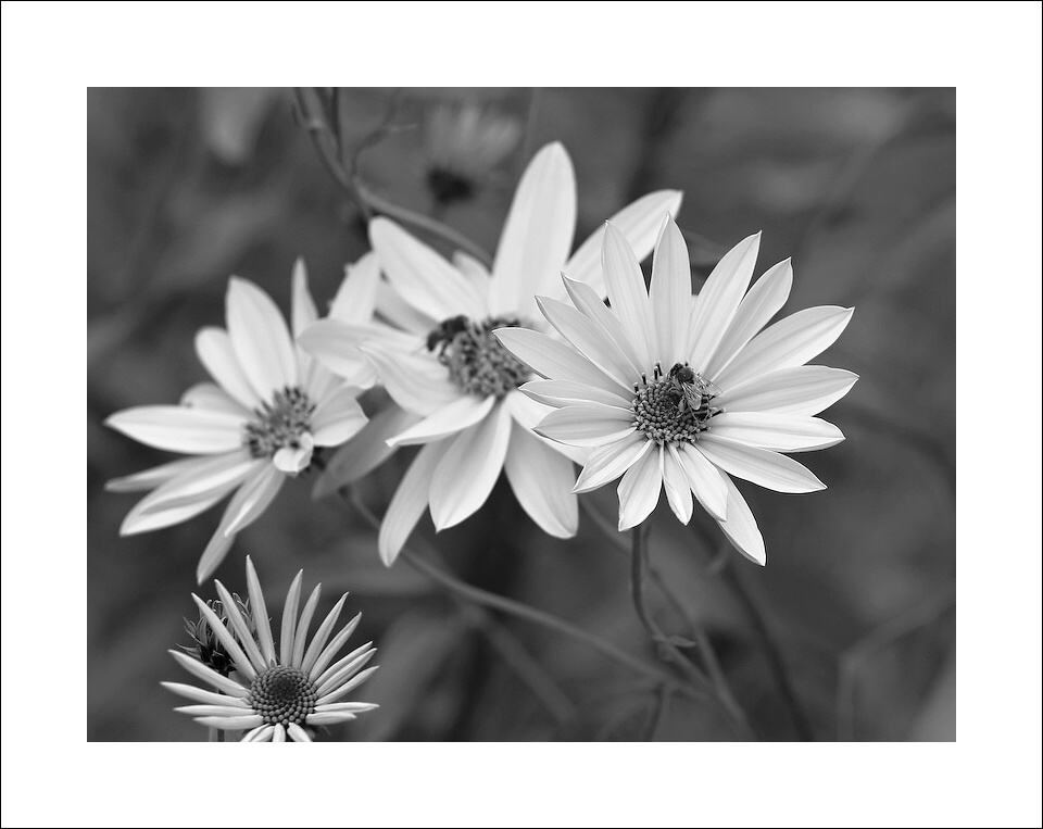 photo "***" tags: black&white, 