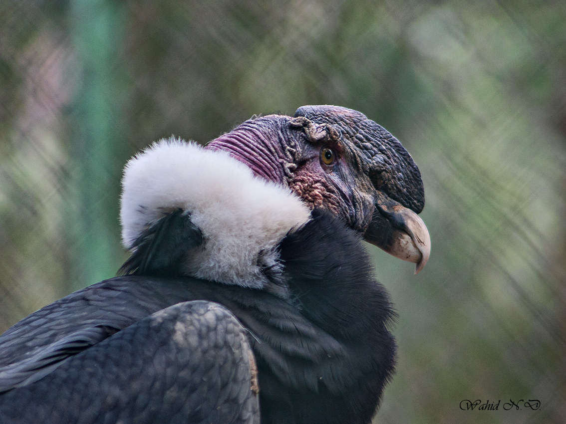 photo "condor" tags: nature, portrait, reporting, 