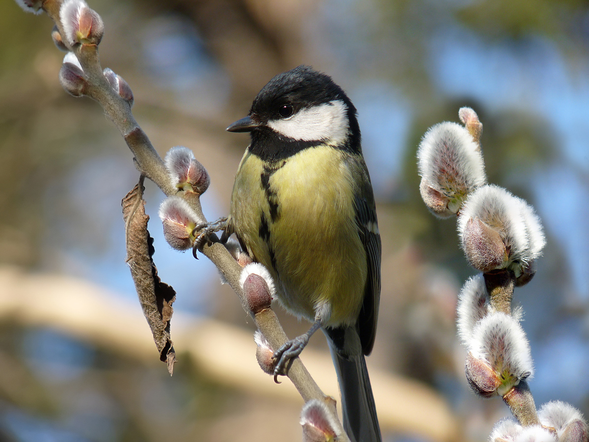 photo "***" tags: nature, wild animals