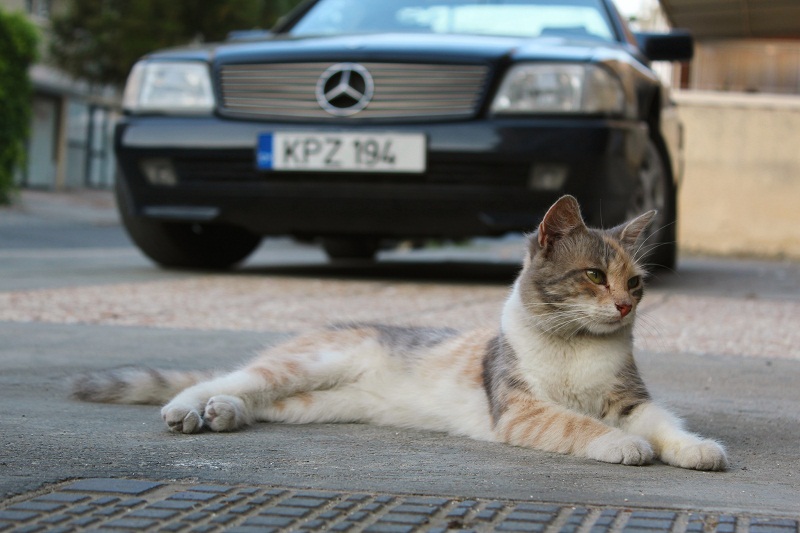 фото "Cat" метки: природа, cats, анатолий сидоров, кошки на Кипре
