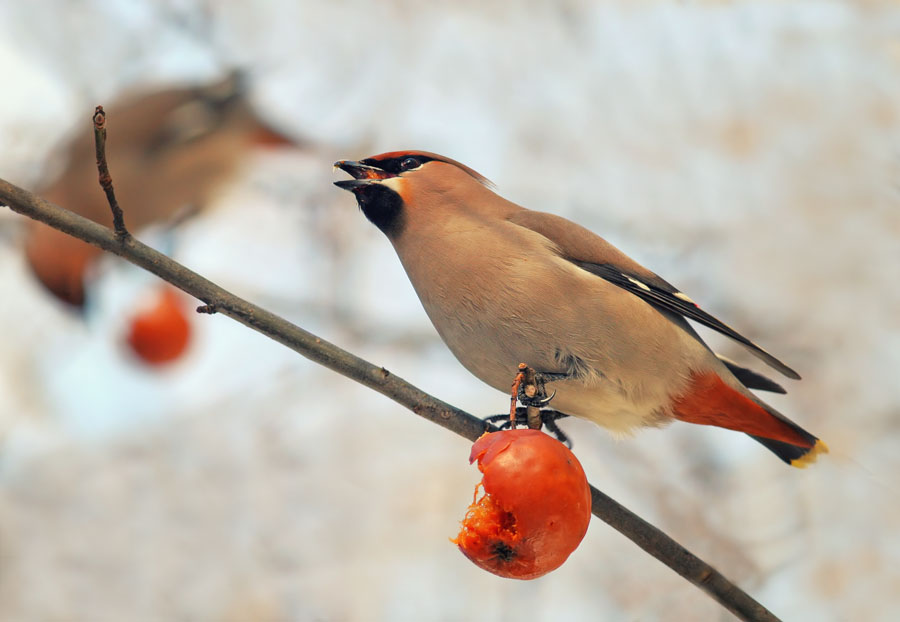 photo "***" tags: nature, 