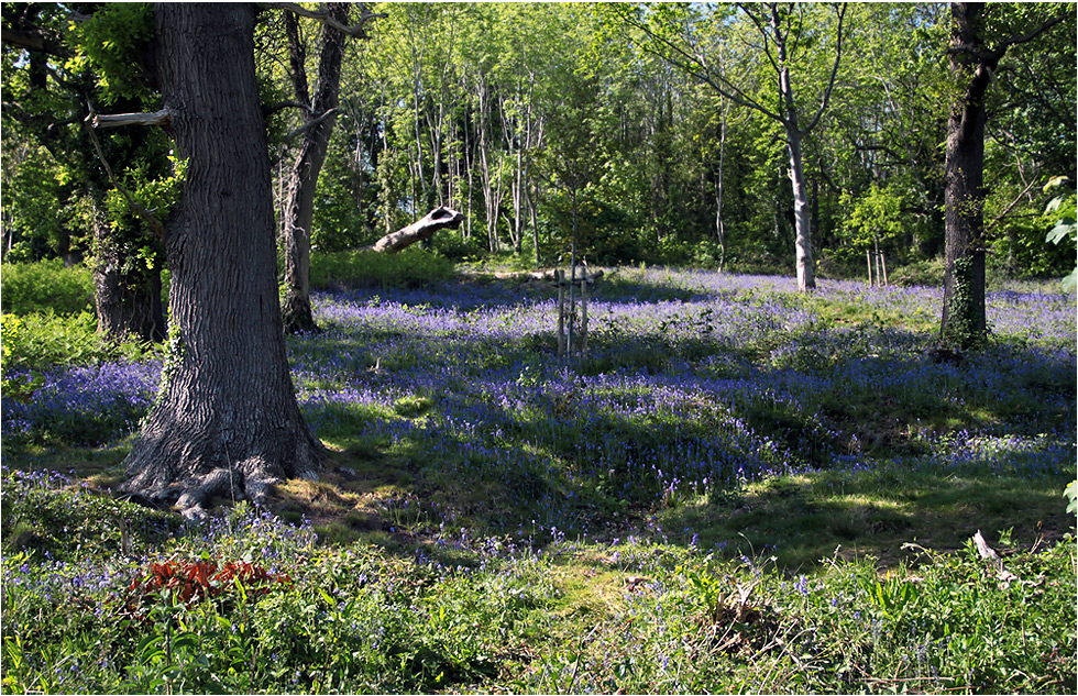 фото "Под голубым покрывалом." метки: природа, весна, дерева, лес, солнце, цветы