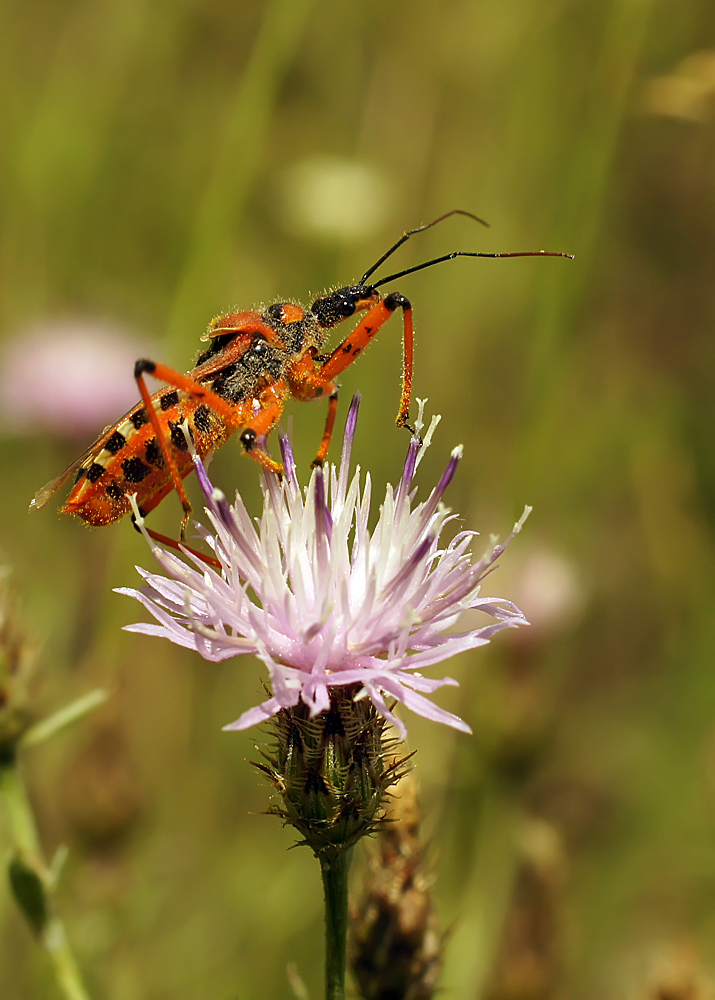 photo "***" tags: nature, macro and close-up, Клоп-хищнец, макро