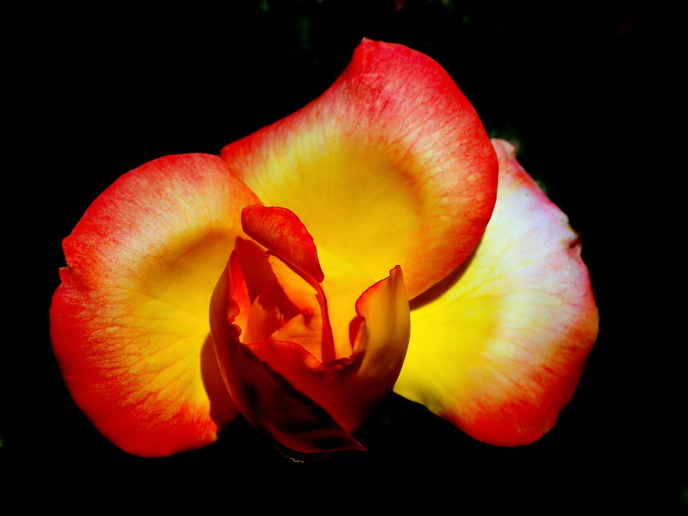 photo "Yellow and Red Rose..." tags: nature, macro and close-up, 