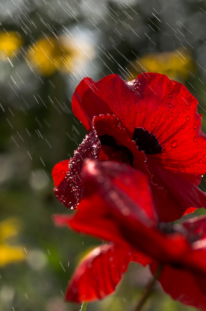 photo "***" tags: macro and close-up, nature, flowers, forest, summer, water