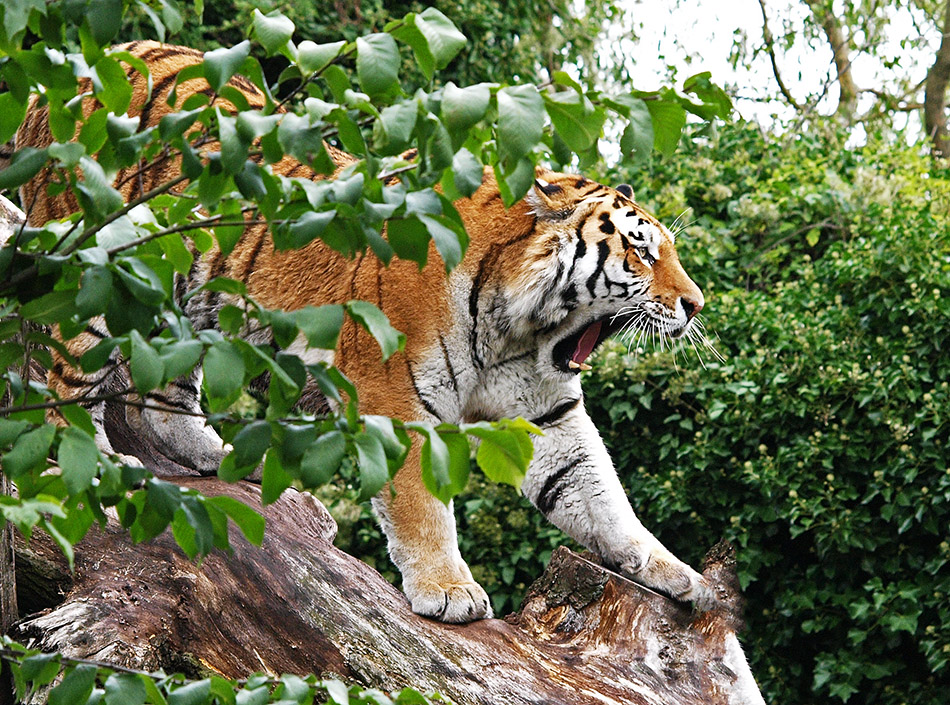 Nature zoo. Зоо природа.