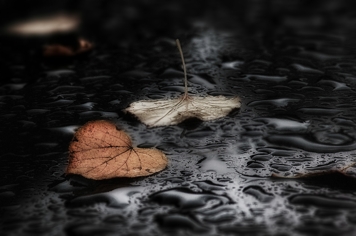 мишель легран осенняя грусть. фото осень дождь. м. осень дожди грусть. осень дожди грусть.