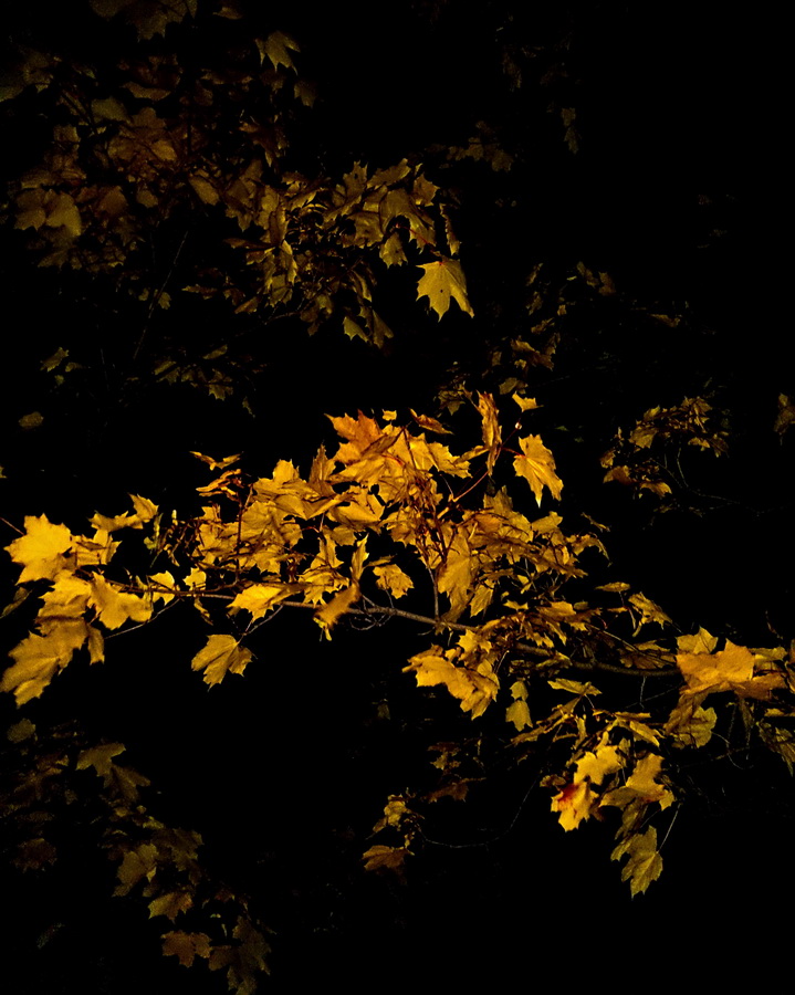 photo "Hiding Autumn Night." tags: landscape, nature, travel, 