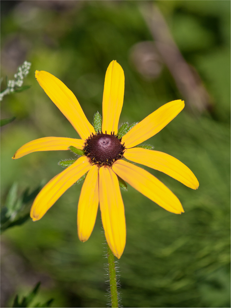 photo "***" tags: macro and close-up, flowers