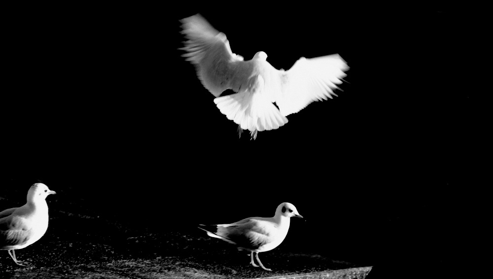 photo ""Seagull ballet..." #2" tags: nature, black&white, 