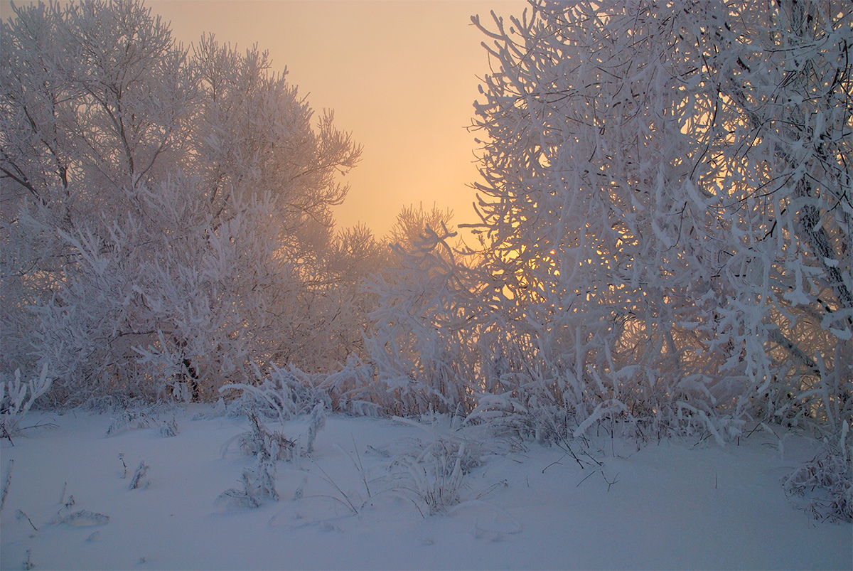 фото "Контрасты." метки: пейзаж, природа, зима, иней, туман