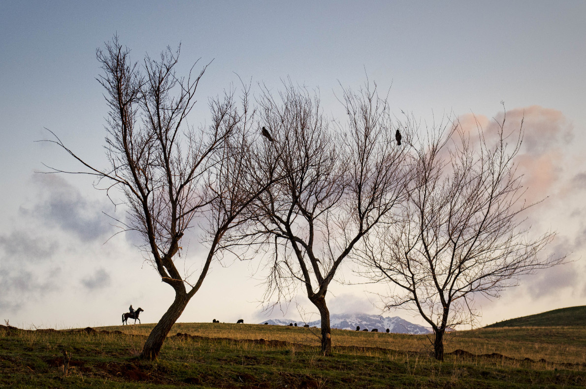 photo "shepherd" tags: , mountain, shepherd, tree