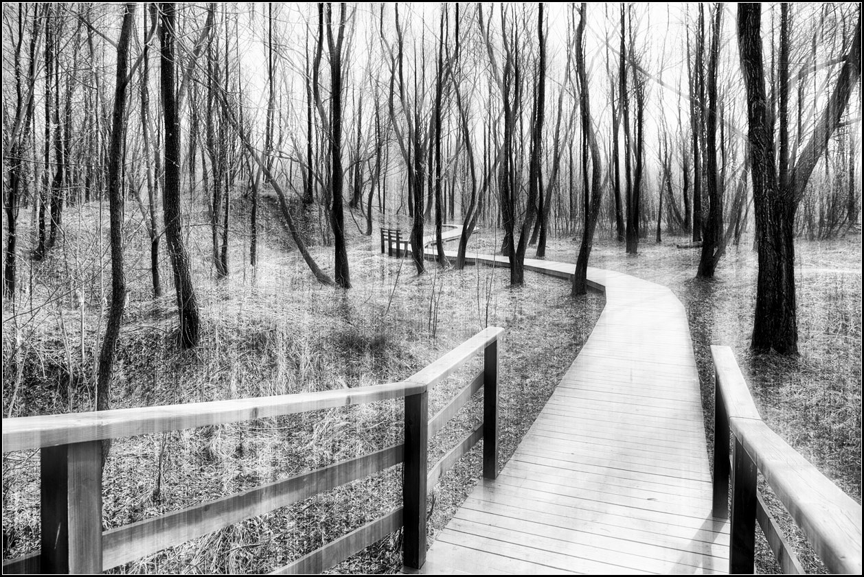 photo "footpath in the wood" tags: nature, landscape, black&white, 