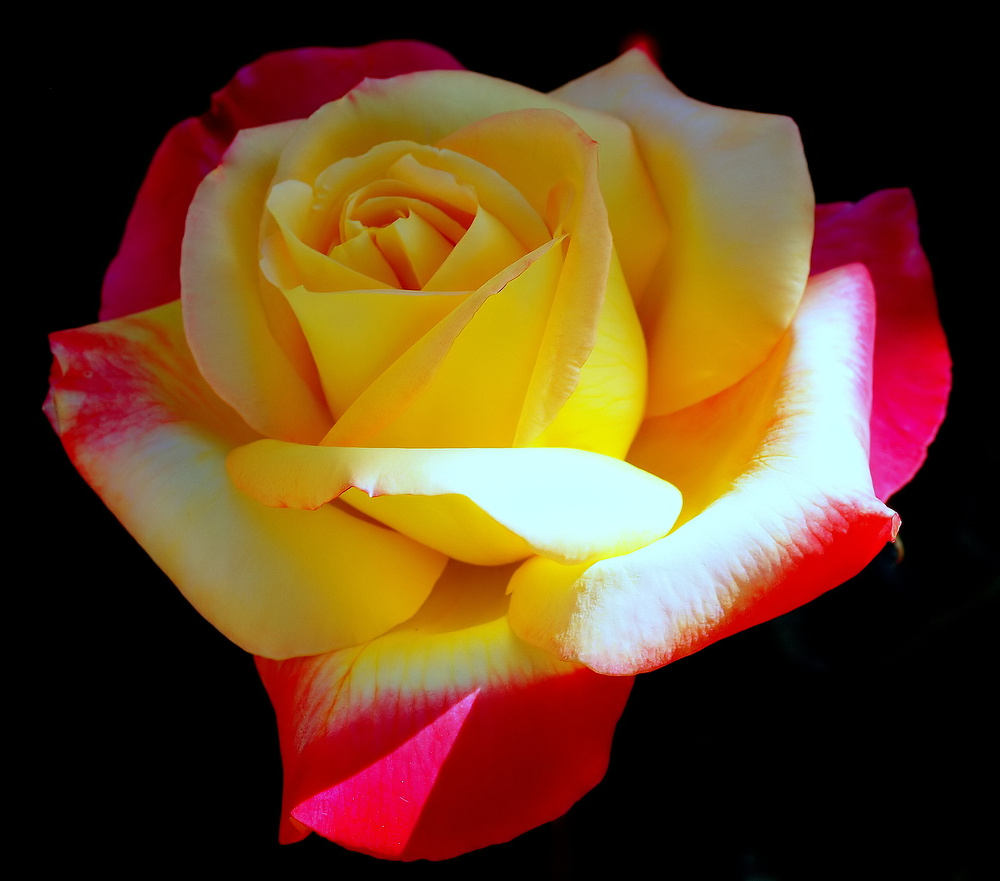 photo "Yellow and Red Rose...." tags: nature, macro and close-up, 