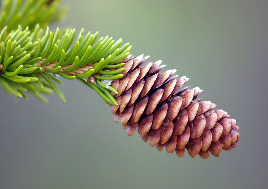 Picea abies шишка. Ель обыкновенная cupressina шишки. Ель шишки. Пихта нордмана шишки. Ель обыкновенная пихта хвоинки.