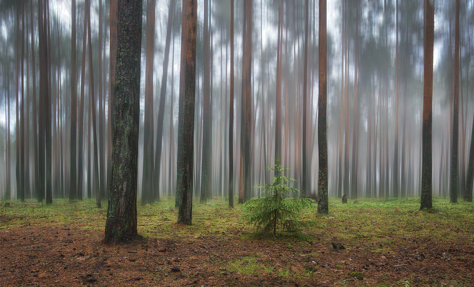 photo "***" tags: landscape, nature, fog, forest, после дождя
