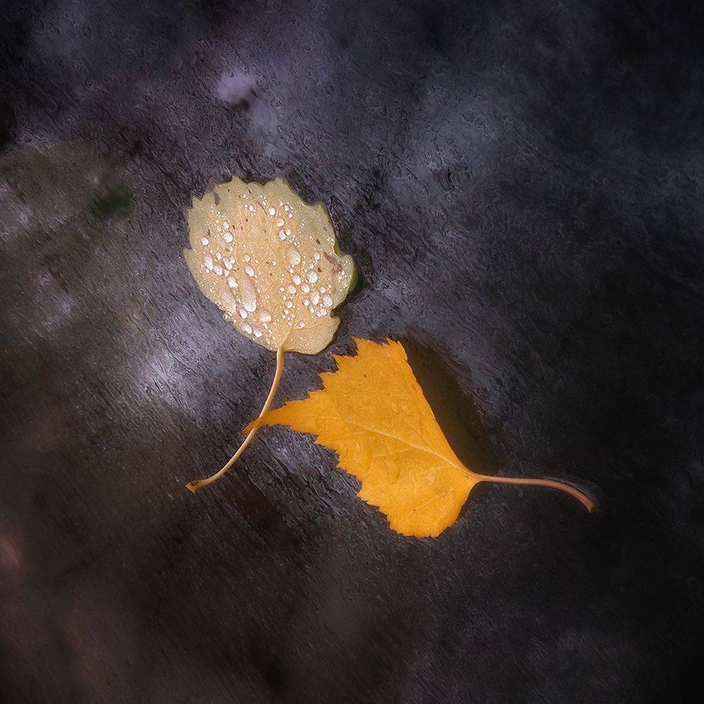 photo "***" tags: nature, macro and close-up, фото с телефона