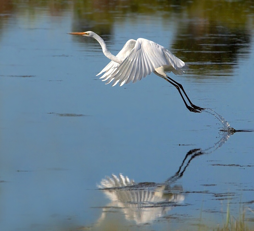 photo "Water mirror" tags: nature, 