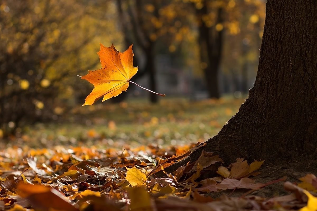 Осенний замечать. Осенний листопад. Листопад осенью. Падающие листья. Падающие осенние листья.