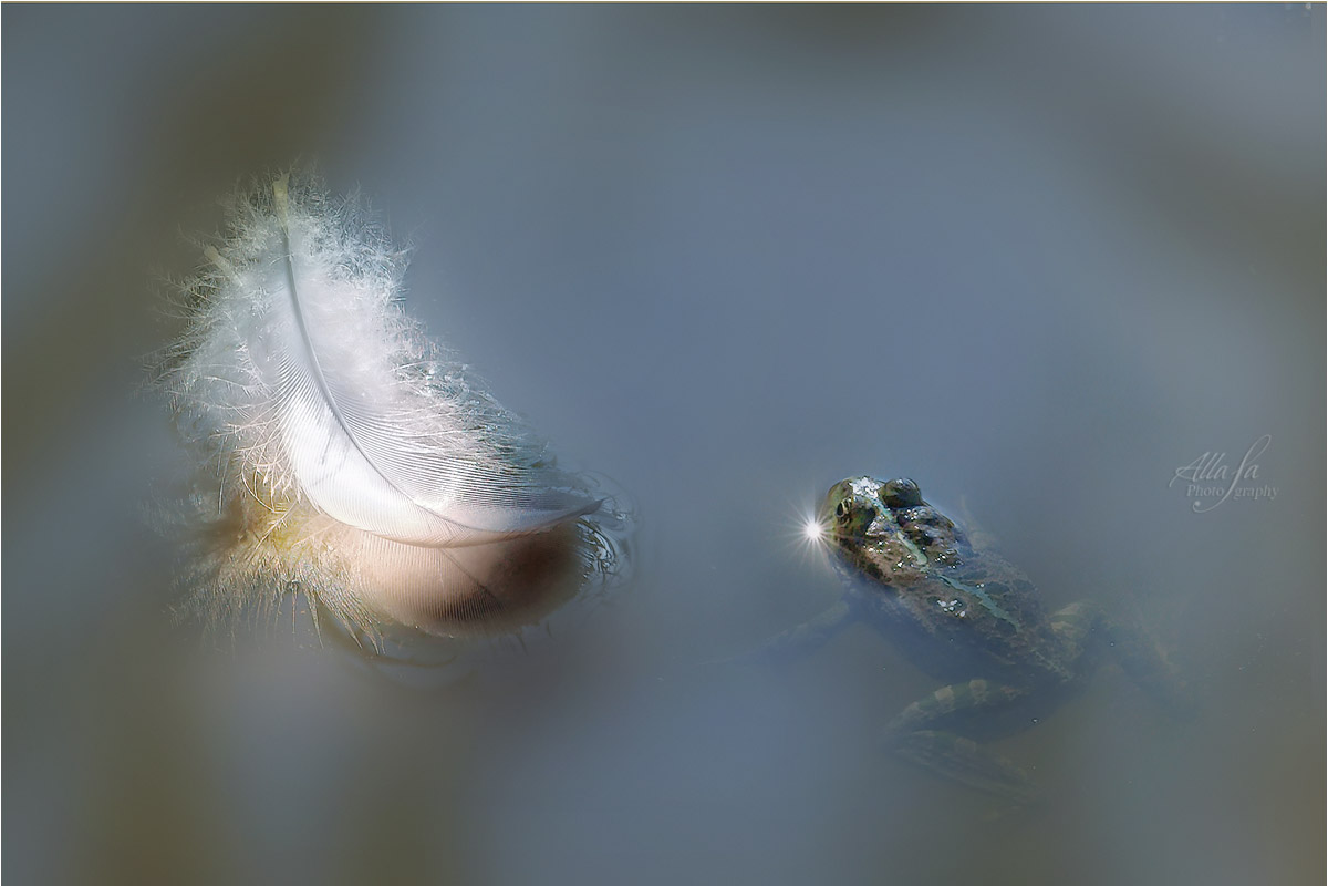 фото "Эпилог. Лягушка-путешественница" метки: макро и крупный план, природа, фрагмент, 