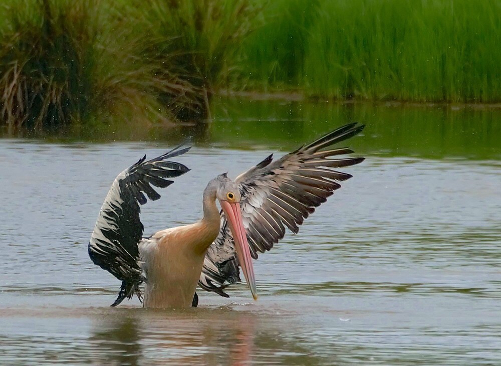 photo "pelican" tags: nature, 