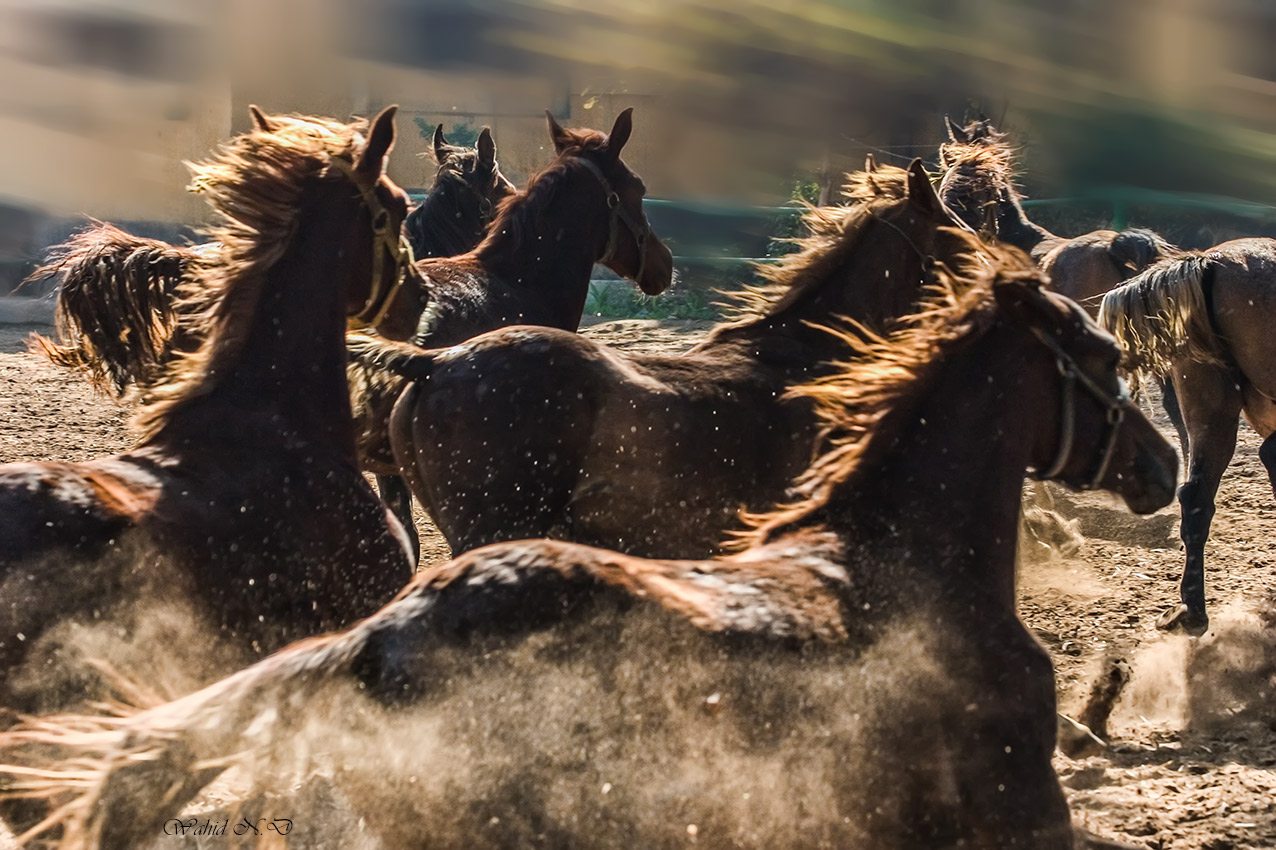 фото "Fury" метки: репортаж, жанр, домашние животные