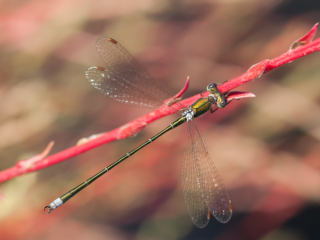 photo "***" tags: macro and close-up, summer, стрекоза