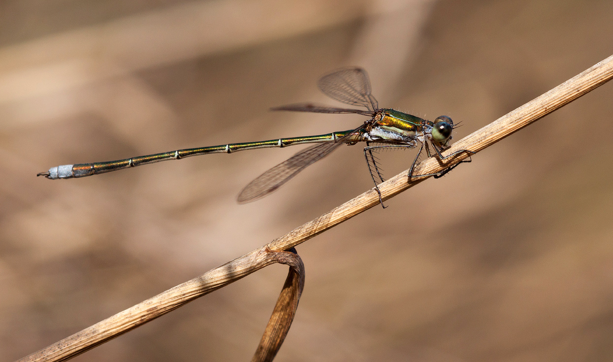 photo "***" tags: macro and close-up, 