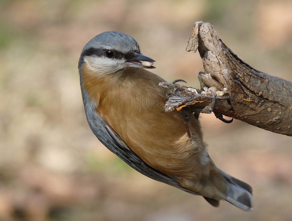 photo "***" tags: nature, macro and close-up, wild animals