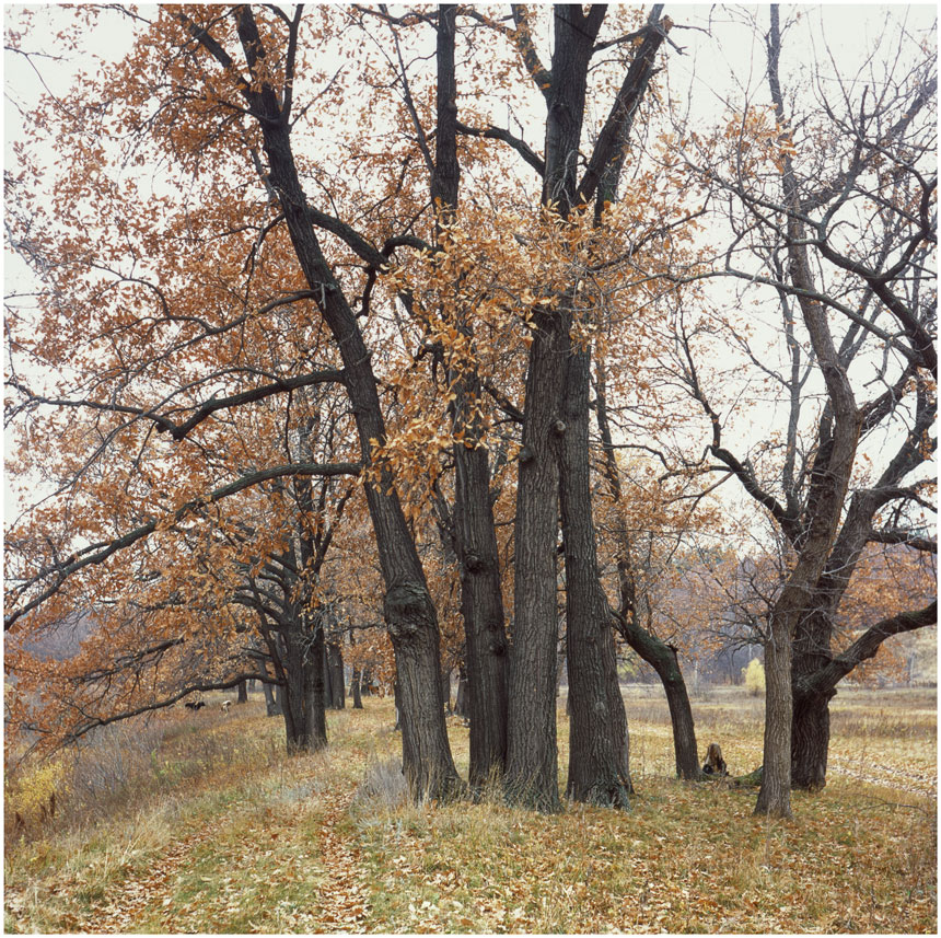 photo "***" tags: landscape, nature, 120, 6x6, FUJICHROME Provia 100 F, TLR, Yashica Mat Em, film