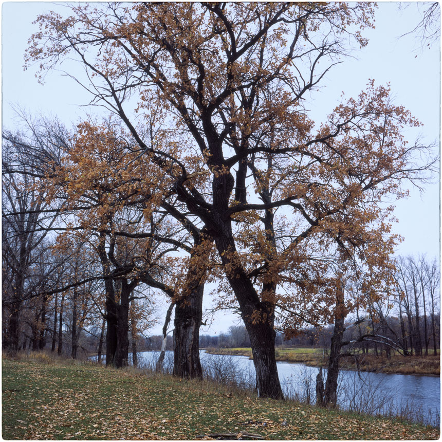 photo "***" tags: landscape, nature, 120, 6x6, FUJICHROME Provia 100 F, TLR, Yashica Mat Em