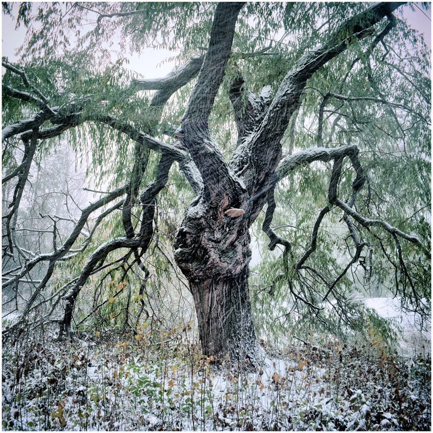 photo "***" tags: nature, 120, 6x6, Kodak Ektar 100, TLR, Yashica Mat Em