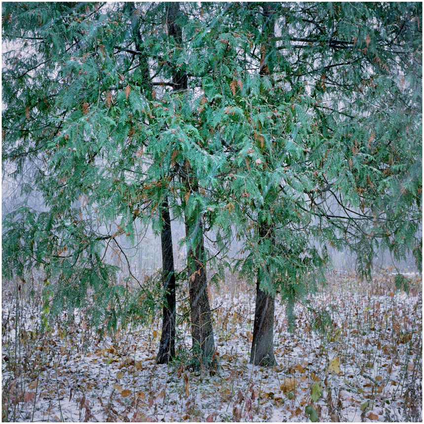 photo "***" tags: nature, 120, 6x6, Kodak Ektar 100, TLR, Yashica Mat Em