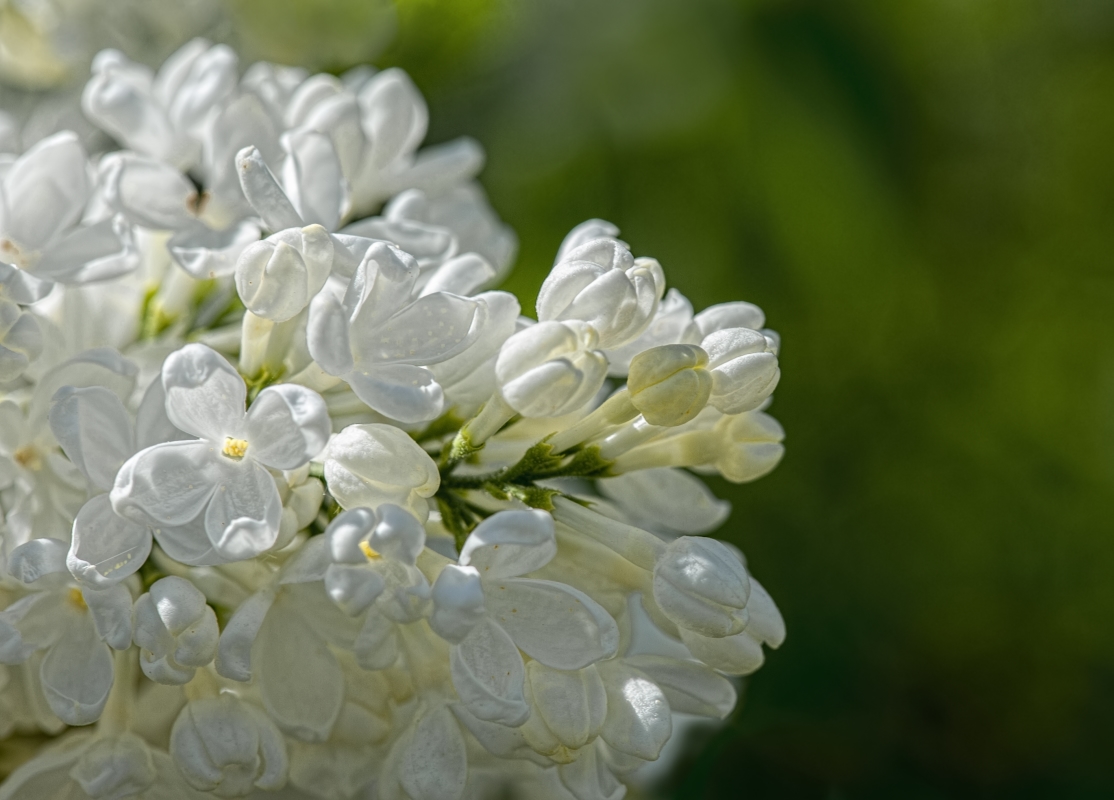 photo "Towards the Sun" tags: macro and close-up, 