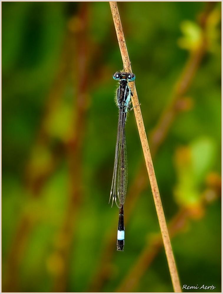 photo "***" tags: nature, macro and close-up, 