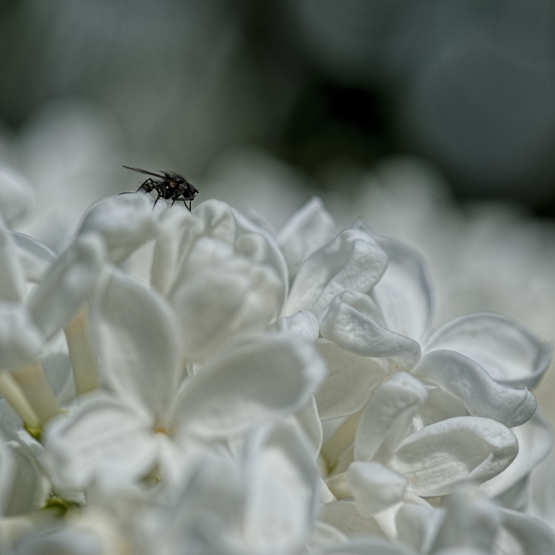 photo "On the steep slopes" tags: macro and close-up, 