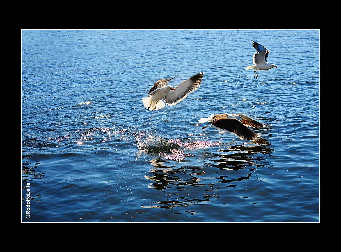 фото "Seagulls" метки: природа, 