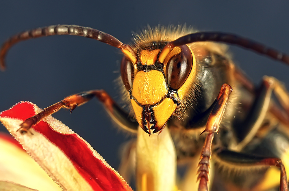 photo "***" tags: macro and close-up, nature, insect, макро, шершень