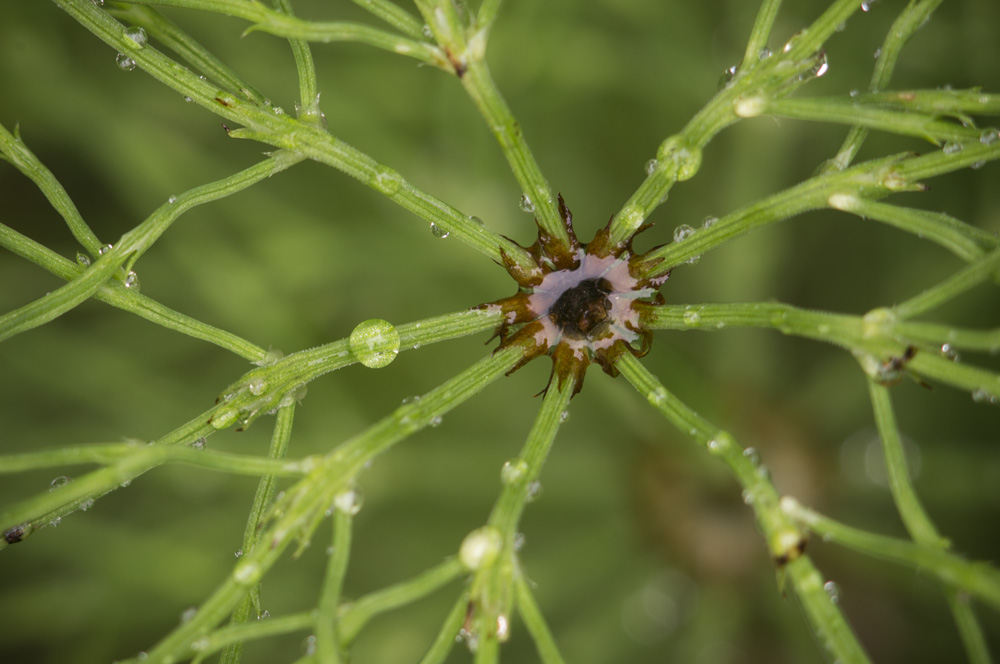 photo "***" tags: macro and close-up, 