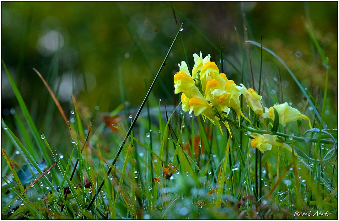 photo "***" tags: landscape, nature, macro and close-up, 