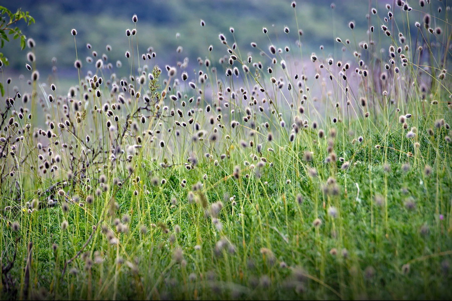 photo "In the country of dense grasses" tags: macro and close-up, nature, Crimea, summer