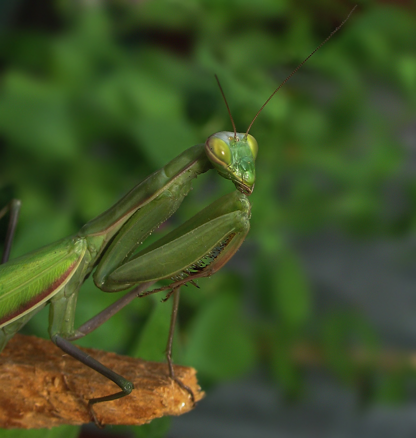 фото "Mantis religiosa" метки: макро и крупный план, природа, богомол