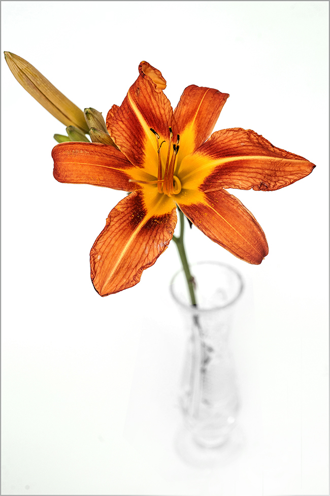 photo "***" tags: still life, macro and close-up, 