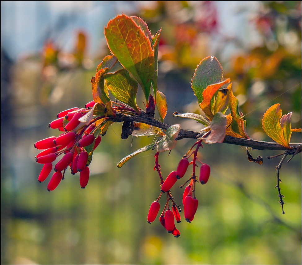 photo "Autumn motive" tags: nature, macro and close-up, autumn, мотив