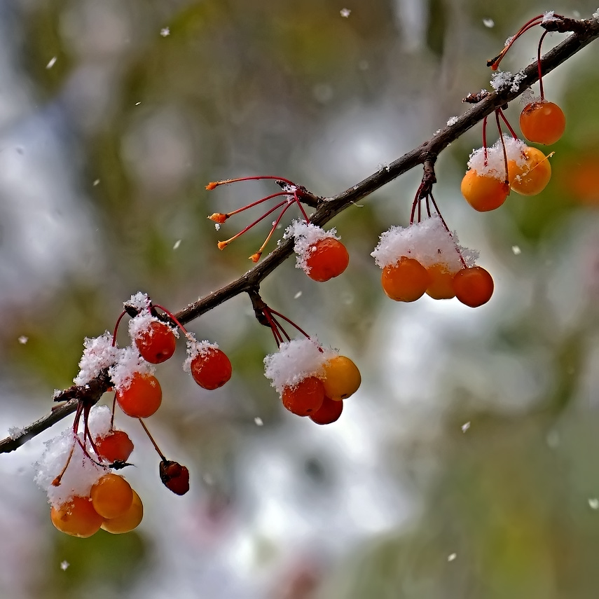 фото "Первый снежок" метки: природа, снег, яблочки