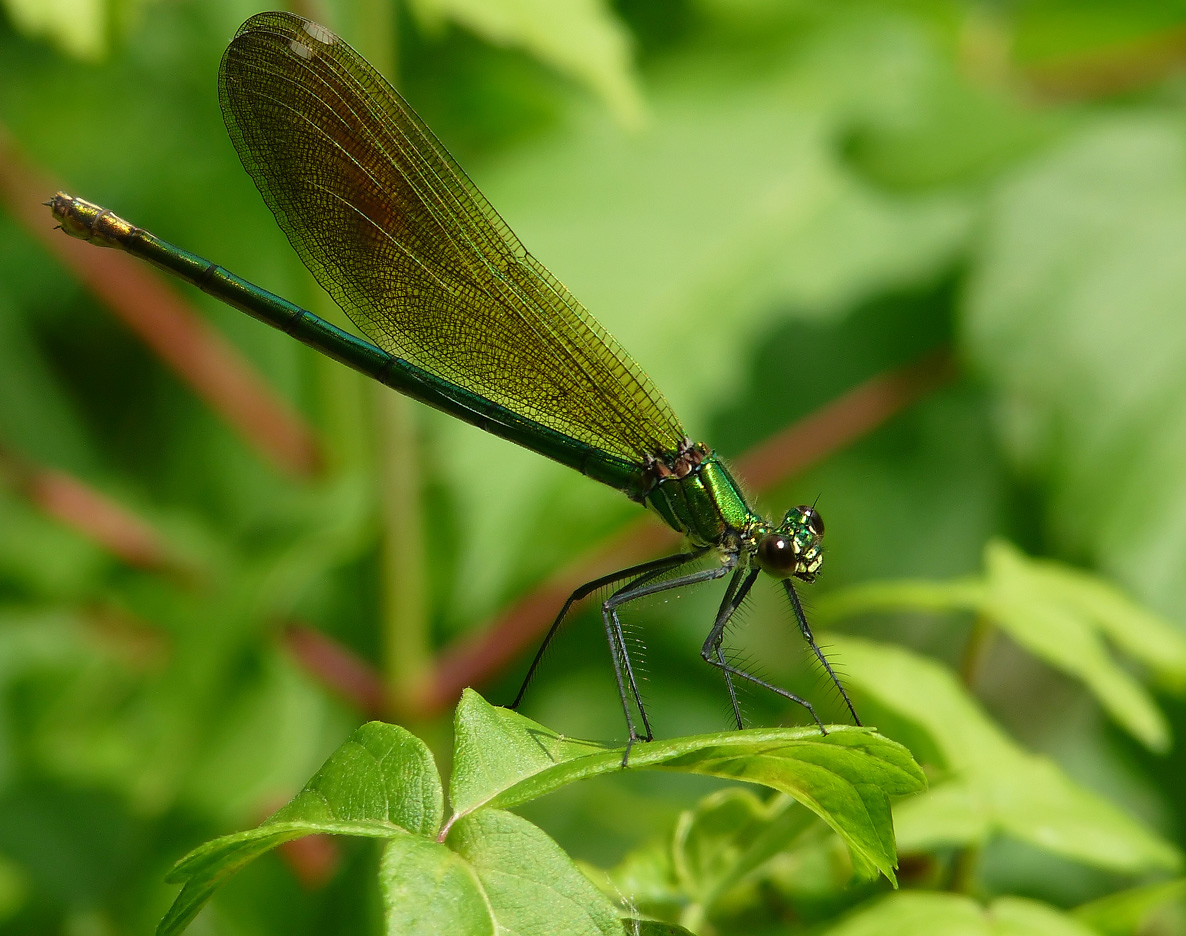 photo "***" tags: macro and close-up, insect