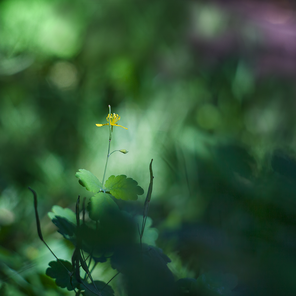 photo "***" tags: macro and close-up, 