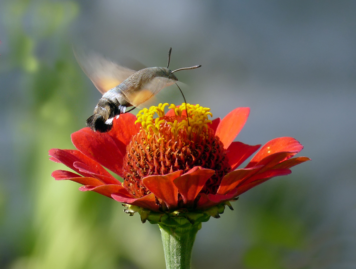 photo "***" tags: macro and close-up, insect