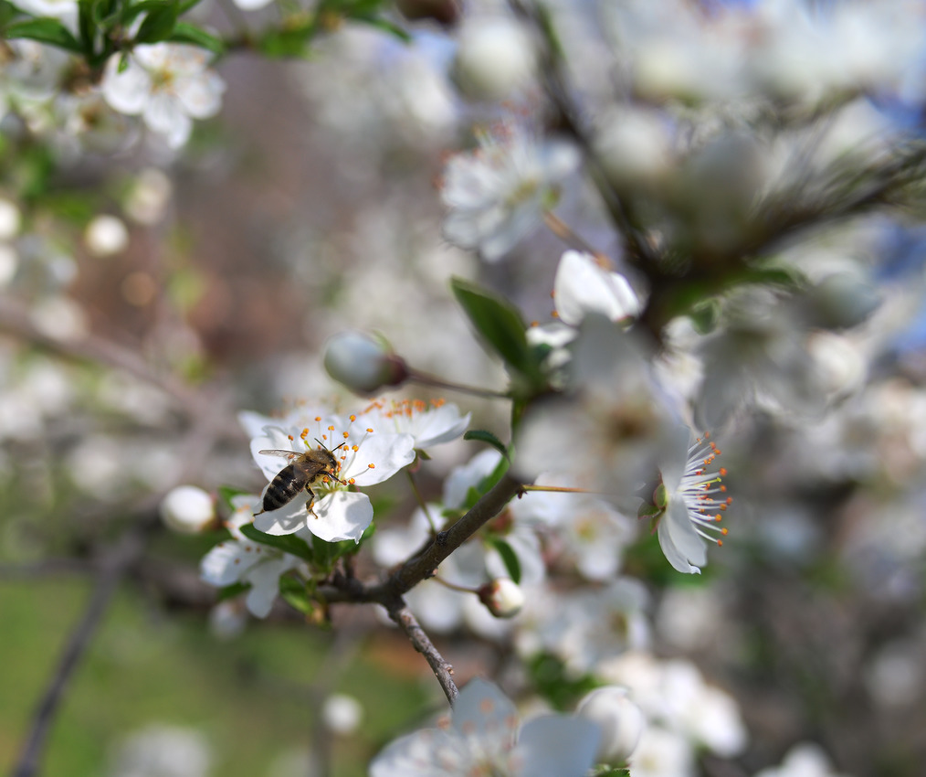 photo "***" tags: macro and close-up, 